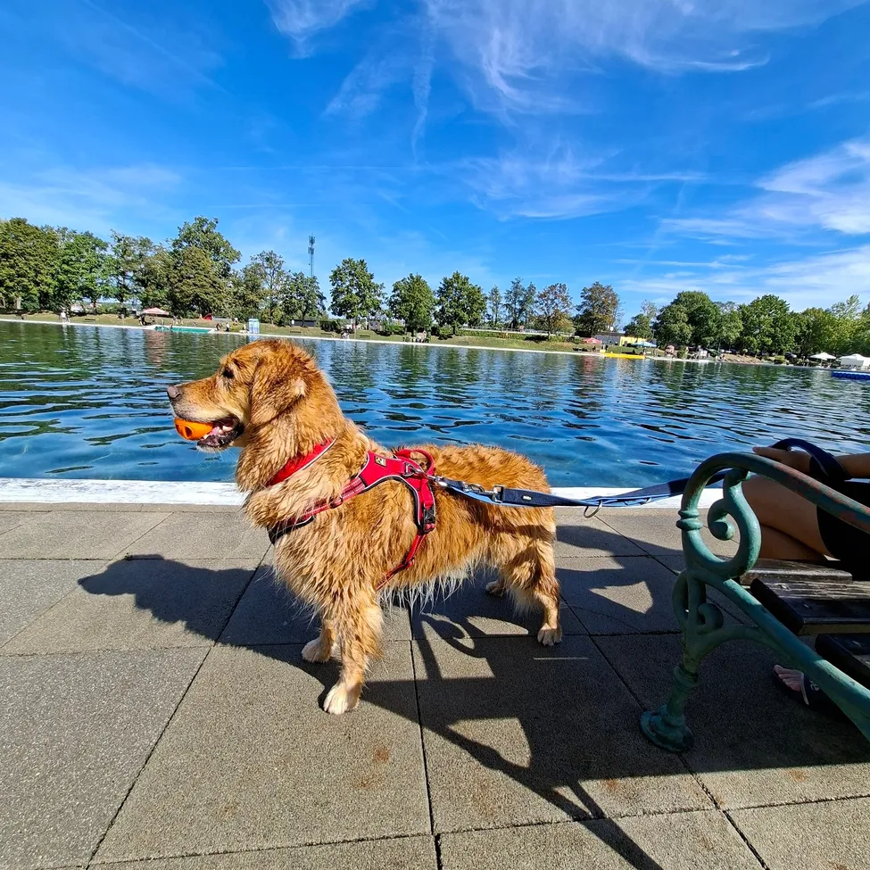 Ein goldener Retriever steht am See, hält einen Ball im Maul und trägt ein rotes Geschirr.