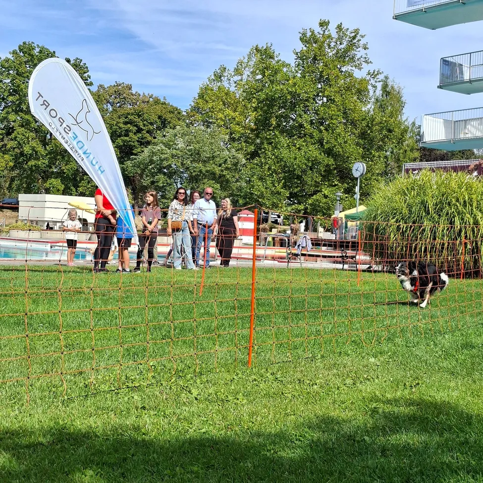 Eine Gruppe von Menschen beobachtet einen Hund, der durch ein orangefarbenes Netz auf einem Rasenfeld läuft.