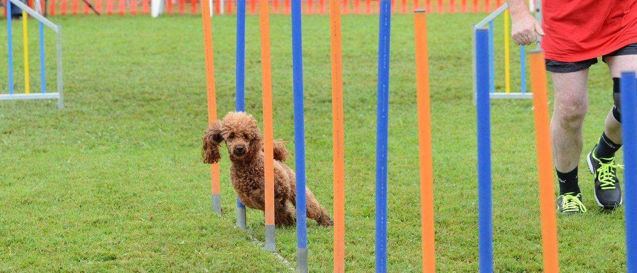Adult, Male, Man, Person, Grass, Shorts, Dog, Shoe, Outdoors, Hurdle