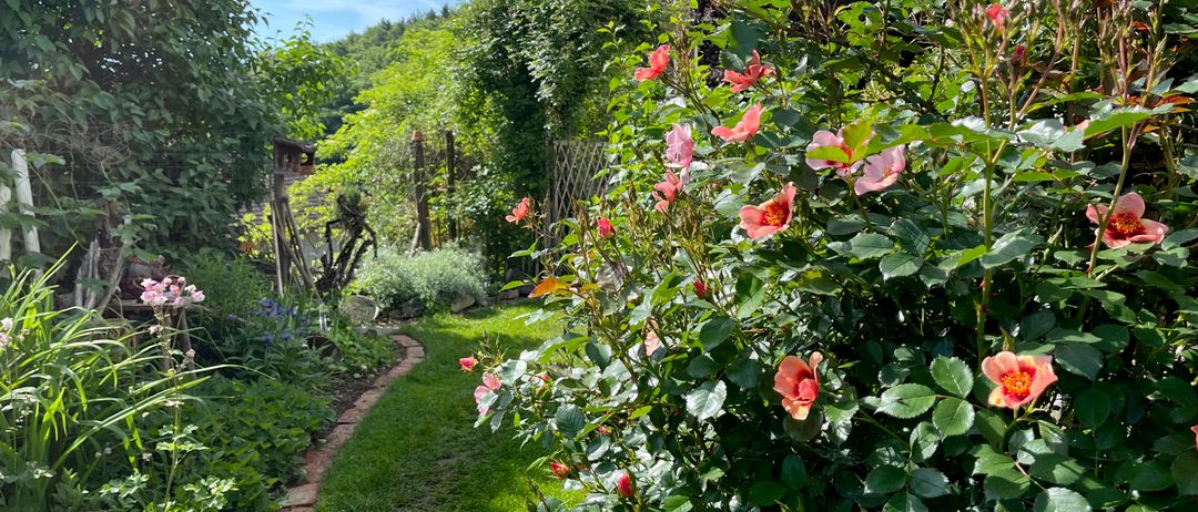 Ein Gartenweg führt durch einen üppigen Garten, geschmückt mit blühenden rosa Rosen und grünen Blättern, unter einem blauen Himmel.