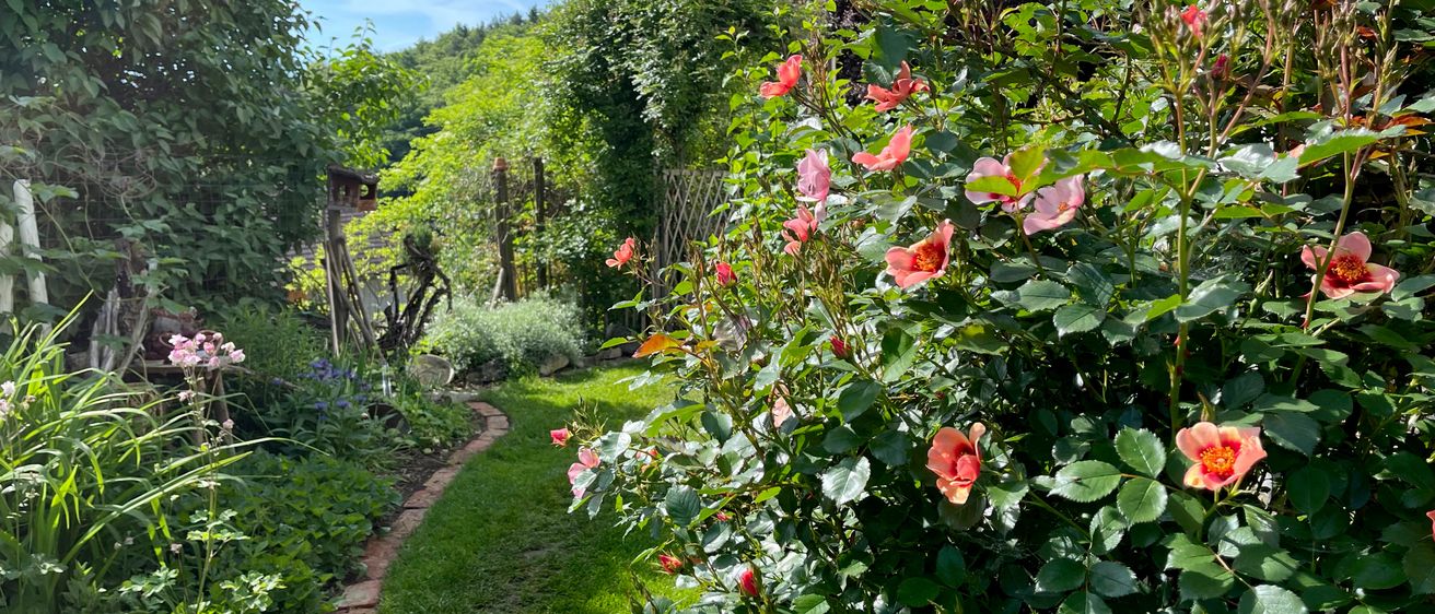 Ein Gartenweg führt durch einen üppigen Garten, geschmückt mit blühenden rosa Rosen und grünen Blättern, unter einem blauen Himmel.