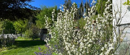 Ein Garten mit verschiedenen Blumen, darunter weiße, ist von grünem Gras und Bäumen umgeben, unter einem klaren blauen Himmel.