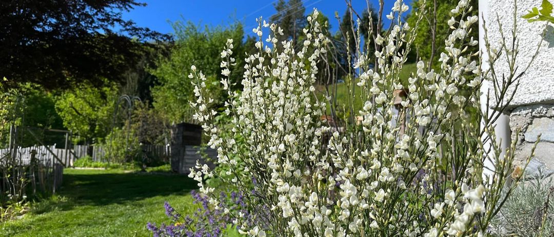 Ein Garten mit verschiedenen Blumen, darunter weiße, ist von grünem Gras und Bäumen umgeben, unter einem klaren blauen Himmel.