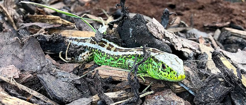 Bild enthält, Soil, Animal, Lizard, Reptile, Gecko, Green Lizard