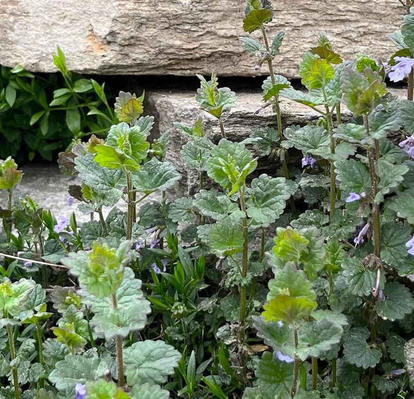 Ein Nahaufnahme eines Gartens mit grünen Pflanzen und kleinen lila Blumen. Die Pflanzen haben gesägte Blätter. Der Garten ist von Steinmauern umgeben.