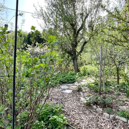 Bild enthält, Vegetation, Land, Outdoors, Tree, Woodland, Jungle, Grove, Path, Herbal, Backyard