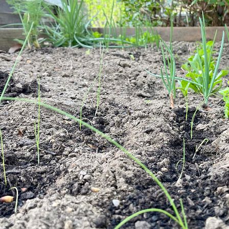 Bild enthält, Soil, Food, Produce, Spring Onion, Vegetable