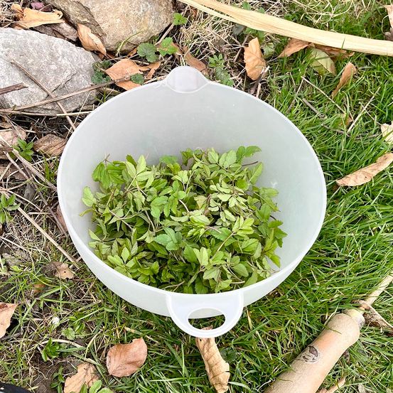 Bild enthält, Herbal, Herbs, Soil, Plate, Food