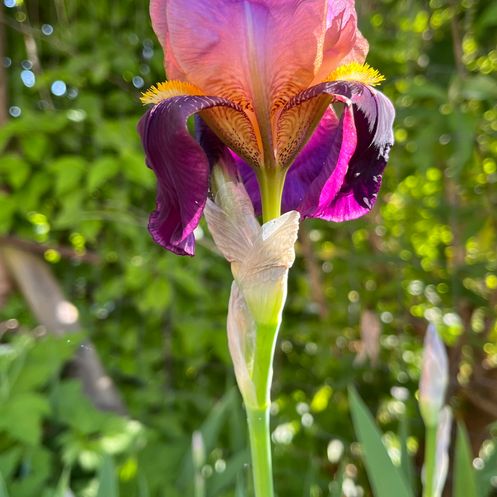 Bild enthält, Flower, Iris, Plant, Petal, Purple, Rose