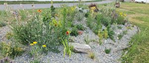 Ein lebendiger Garten mit einer Vielzahl bunter Blumen und Pflanzen auf Kies. Der Garten zeichnet sich durch eine Mischung verschiedener Pflanzenarten aus, darunter einige mit gelben, lila und roten Blumen.