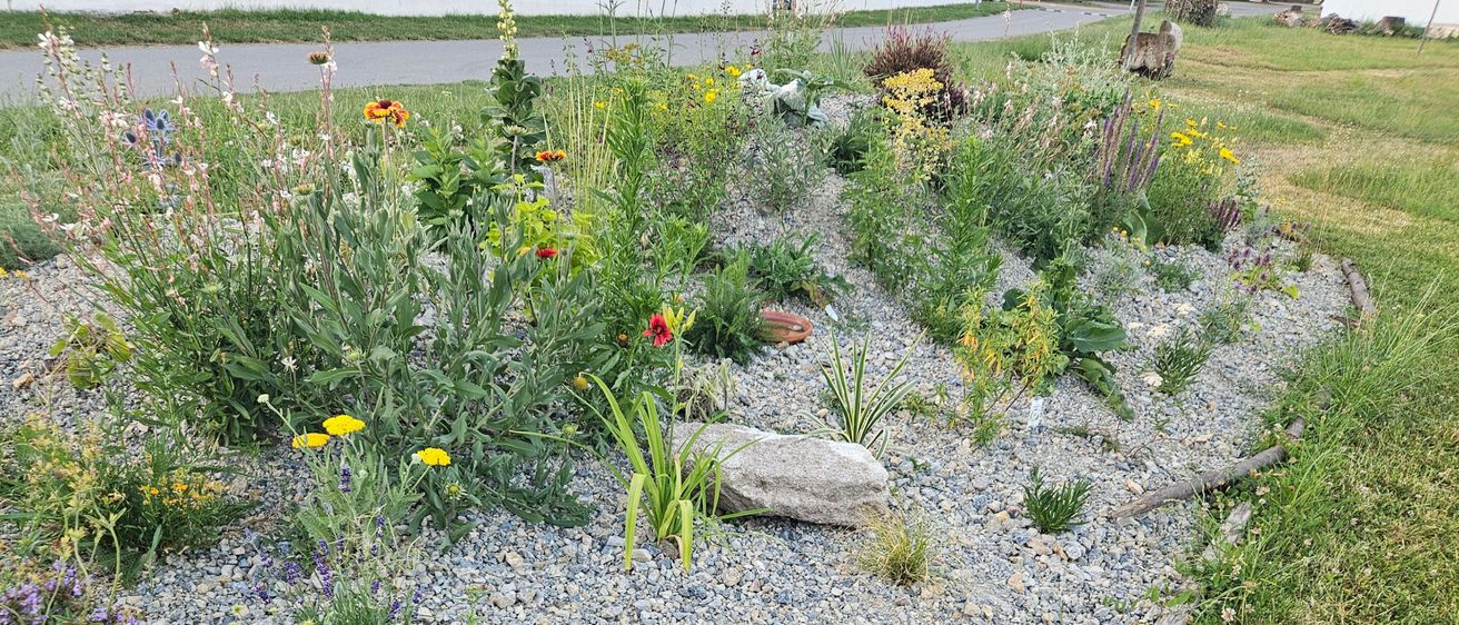 Ein lebendiger Garten mit einer Vielzahl bunter Blumen und Pflanzen auf Kies. Der Garten zeichnet sich durch eine Mischung verschiedener Pflanzenarten aus, darunter einige mit gelben, lila und roten Blumen.