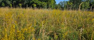 Eine weite Fläche mit hohen Gräsern und Wildblumen, mit einem dichten Wald im Hintergrund unter einem klaren blauen Himmel.