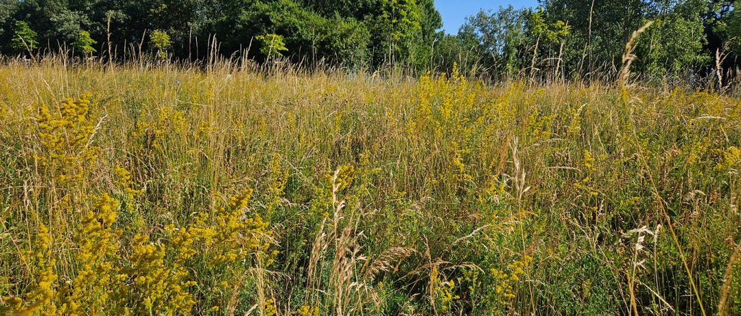Eine weite Fläche mit hohen Gräsern und Wildblumen, mit einem dichten Wald im Hintergrund unter einem klaren blauen Himmel.