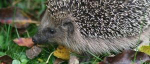 Ein Igel läuft in einem Garten mit orangefarbenen Blumen und Blättern. Der Igel hat einen runden Körper mit Stacheln.