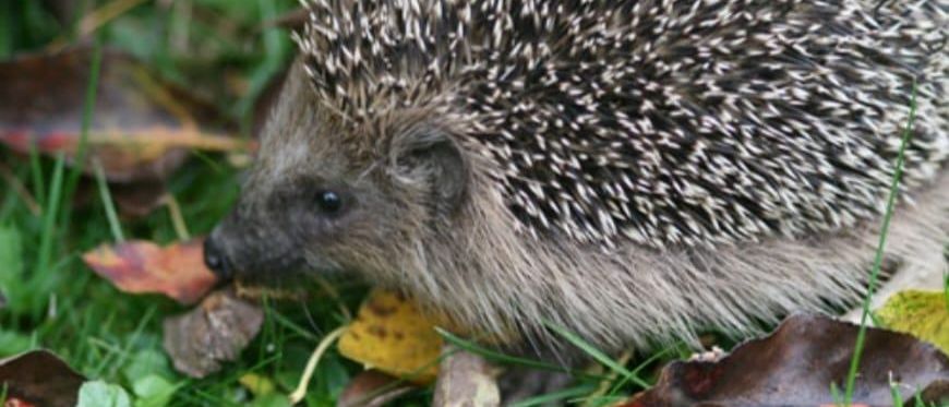 Ein Igel läuft in einem Garten mit orangefarbenen Blumen und Blättern. Der Igel hat einen runden Körper mit Stacheln.