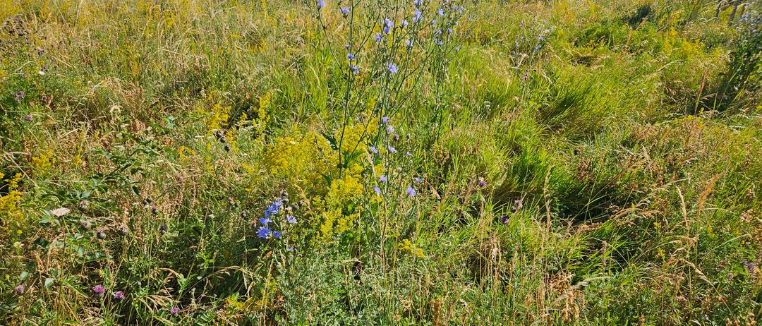 Eine Wiese mit hohen Gräsern und Wildblumen, einschließlich blauer Blumen, an einem sonnigen Tag. Bäume sind im Hintergrund sichtbar.