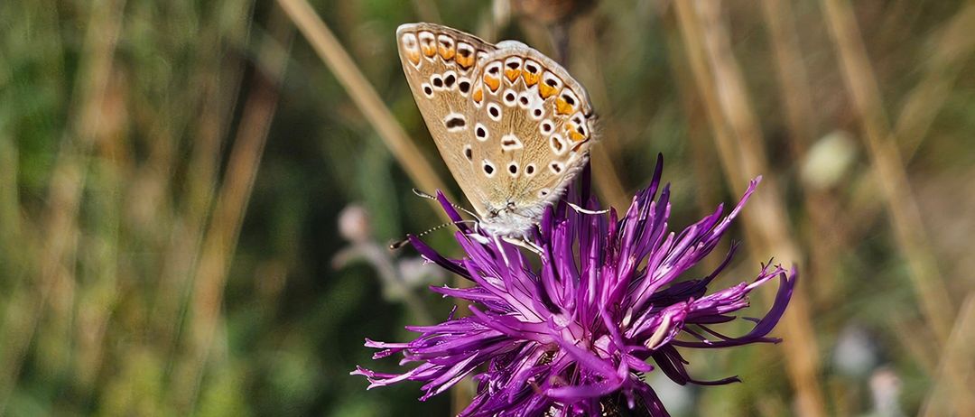 Ein Schmetterling mit orangefarbenen Flecken auf den Flügeln sitzt auf einer violetten Blume mit spitzem Zentrum. Der Hintergrund ist unscharf mit getrockneten Pflanzen.