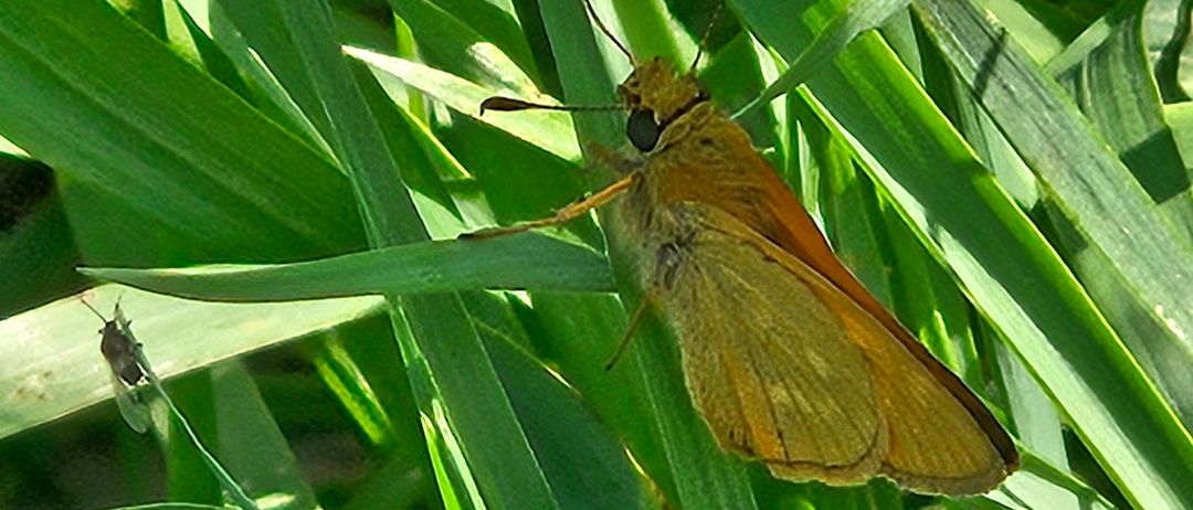 Ein Nahaufnahme eines Schmetterlings mit orangefarbenen Flügeln, der auf einem grünen Blatt ruht. Der Schmetterling hat einen gelben Körper und einen kleinen Kopf mit schwarzen Augen.