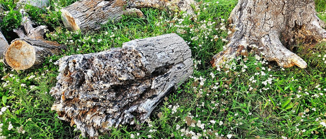 Ein Bild eines Grasfeldes mit umgestürzten Baumstämmen und kleinen weißen Blumen, die um sie herum wachsen. Das Gras ist grün und ein klarer blauer Himmel ist im Hintergrund sichtbar.