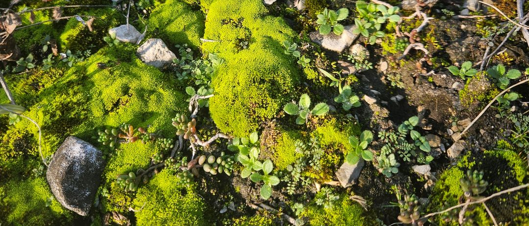 Eine Nahaufnahme des Waldbodens mit Moos und kleinen Pflanzen. Das Moos ist leuchtend grün und bedeckt den Boden.