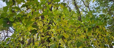 A forest scene showcasing trees with leaves transitioning from green to yellow. Sunlight filters through the branches, illuminating the foliage.