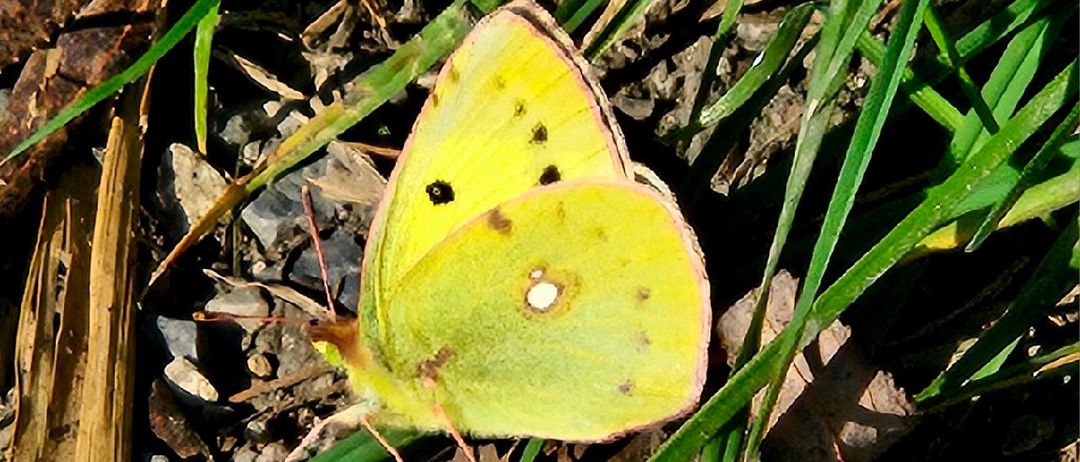 Ein gelber Schmetterling mit kleinen schwarzen Flecken ruht auf grünem Gras und trockenen Blättern.