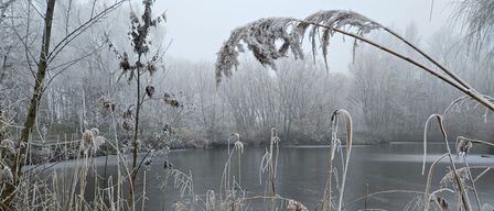 Eine neblige Winterszene mit einem gefrorenen See, umgeben von Bäumen und Schilf, alle bedeckt mit Frost und Schnee.