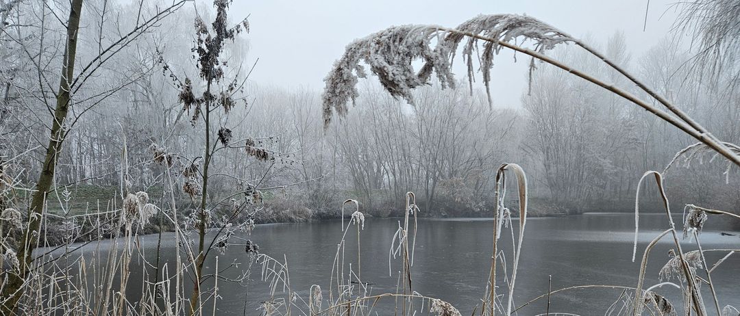 Eine neblige Winterszene mit einem gefrorenen See, umgeben von Bäumen und Schilf, alle bedeckt mit Frost und Schnee.
