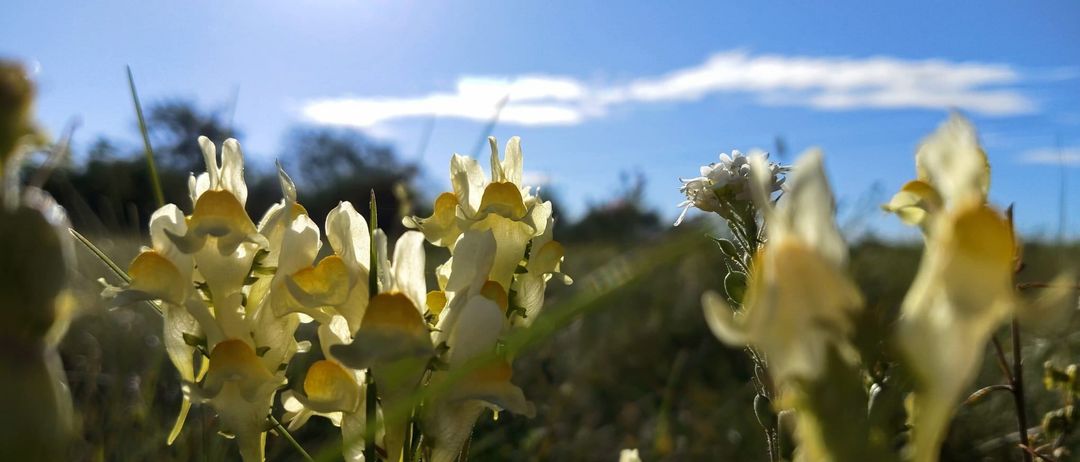 Ein Feld mit gelben und weißen Blumen unter einem strahlend blauen Himmel mit einer Wolke in der Ferne.