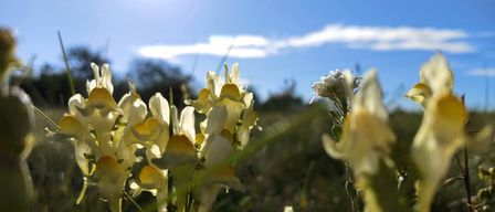 Ein Feld mit gelben und weißen Blumen unter einem strahlend blauen Himmel mit einer Wolke in der Ferne.