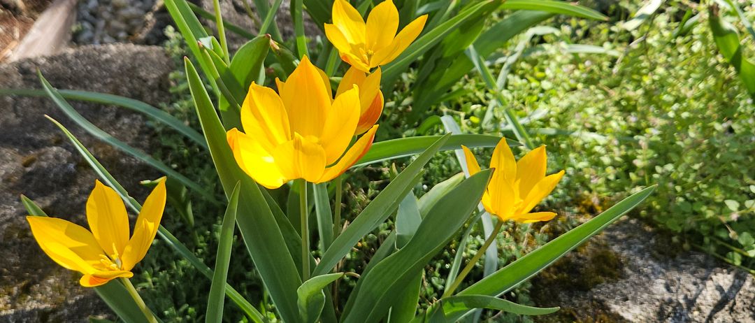 Eine Gruppe leuchtend gelber Tulpen mit schlanken grünen Stielen, eingebettet in einem Gartenbeet, umgeben von Steinen und Moos.