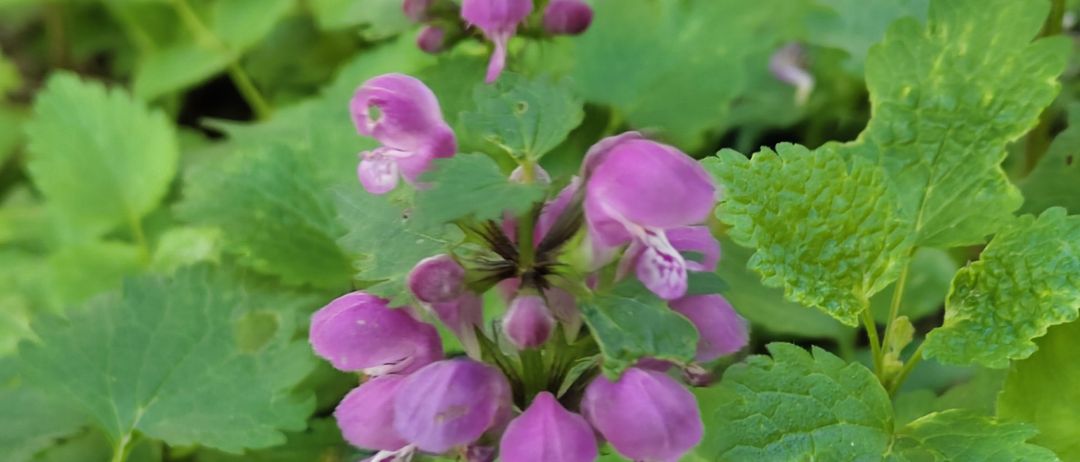 Ein Hummel sitzt auf einer Gruppe lila Blüten mit grünen Blättern in einem Garten.