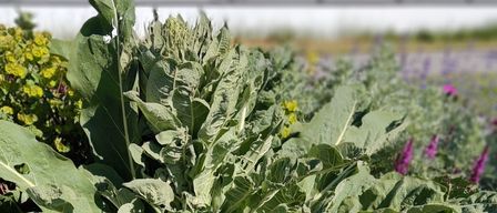Eine große grüne Pflanze mit breiten Blättern und einigen Löchern darin steht in einem Garten.