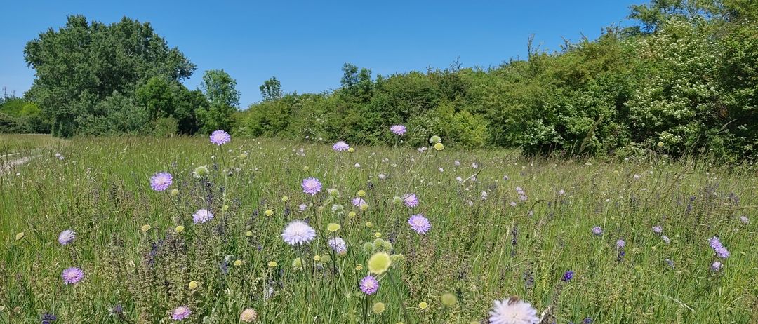 Eine Wiese voller verschiedener Blumen, einschließlich lila und weißer, unter einem klaren blauen Himmel mit Bäumen im Hintergrund.