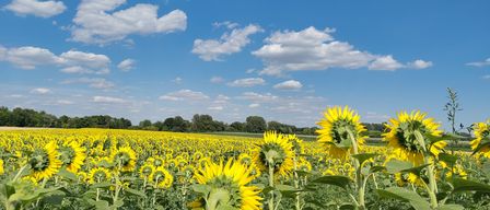 Ein riesiges Feld von Sonnenblumen unter einem blauen Himmel mit verstreuten Wolken. Die Sonnenblumen sind in voller Blüte, mit leuchtend gelben Blütenblättern und grünen Blättern.