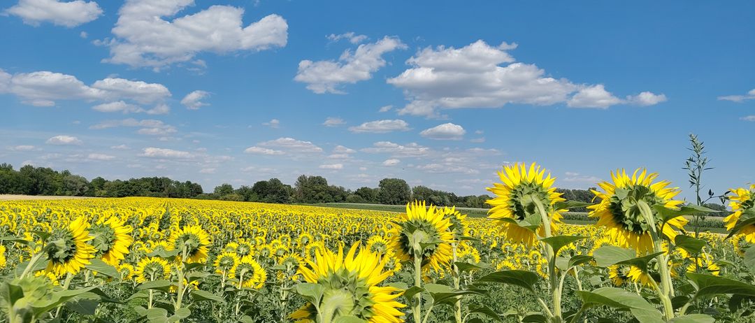 Ein riesiges Feld von Sonnenblumen unter einem blauen Himmel mit verstreuten Wolken. Die Sonnenblumen sind in voller Blüte, mit leuchtend gelben Blütenblättern und grünen Blättern.