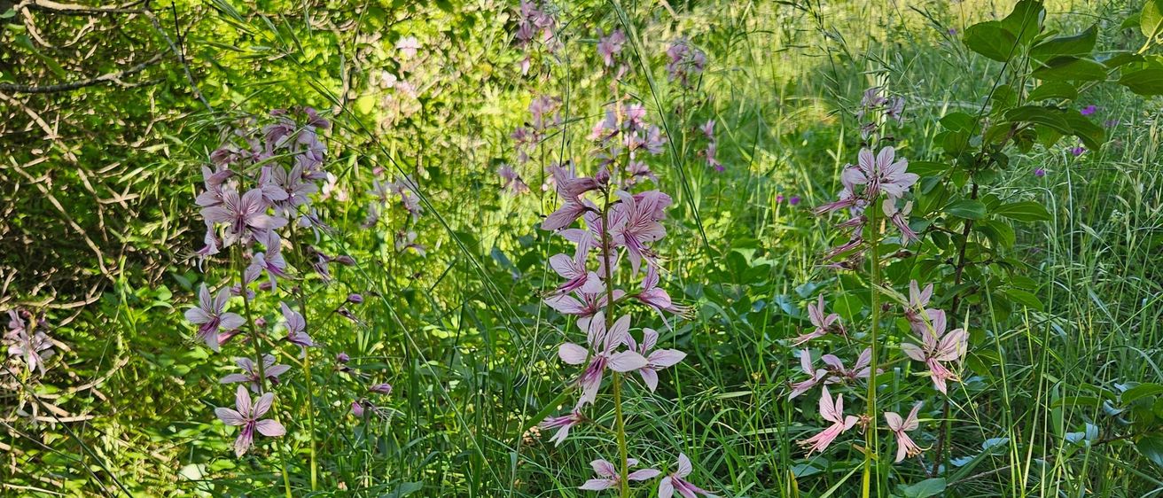 Ein Büschel rosa Blüten wächst in einem üppigen grünen Feld. Die hohen Stängel erheben sich über das umliegende Gras. Das Sonnenlicht filtert durch die Blätter der nahen Bäume.