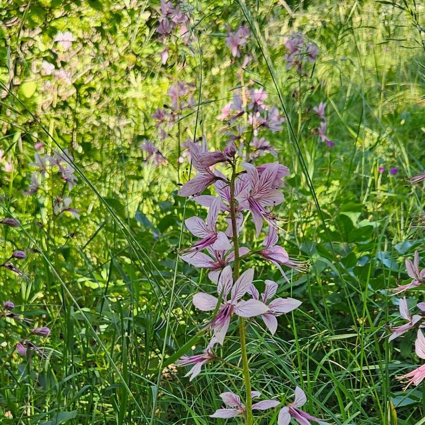 Ein Büschel rosa Blüten wächst in einem üppigen grünen Feld. Die hohen Stängel erheben sich über das umliegende Gras. Das Sonnenlicht filtert durch die Blätter der nahen Bäume.