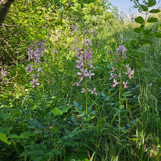 A field of lush green grass and plants with several clusters of pink flowers. The flowers have a delicate appearance, and the background is filled with trees and bushes.