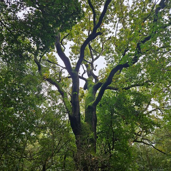 A large tree with green moss on its trunk stands in a forest. The tree has many branches.