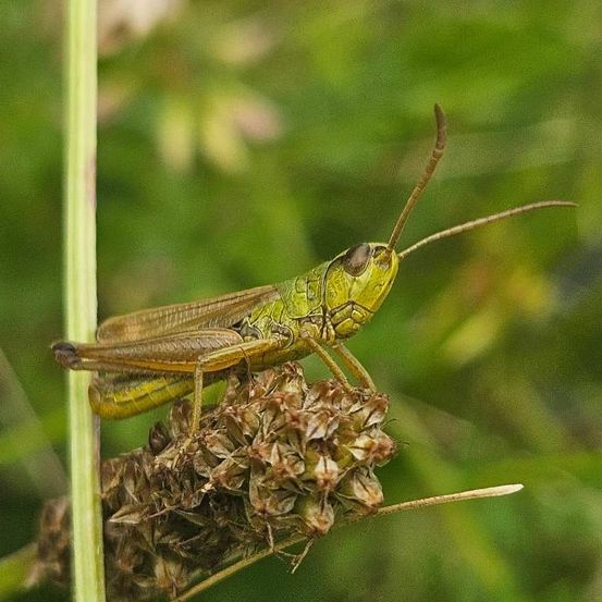 A grasshopper with long antennae is perched on a plant. The background is blurry with green leaves and pink flowers.