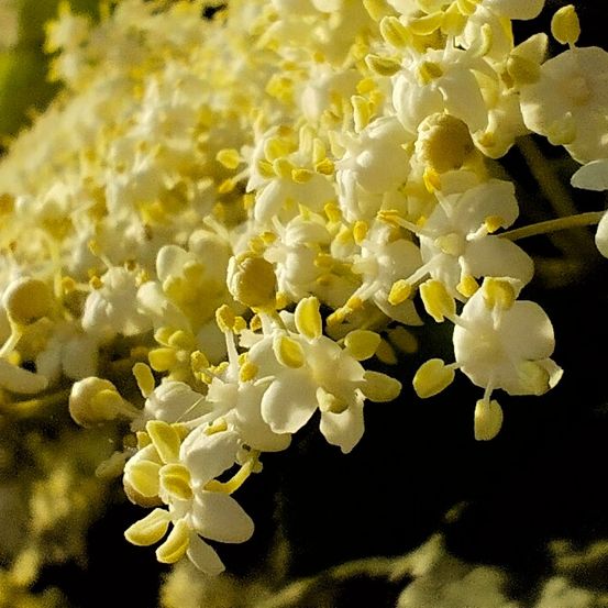 Close-up of a bush with white and yellow flowers, set against a blurred green background, possibly in a garden or park.