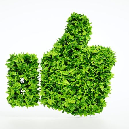 Bild enthält, Herbs, Plant, Parsley, Moss, Herbal