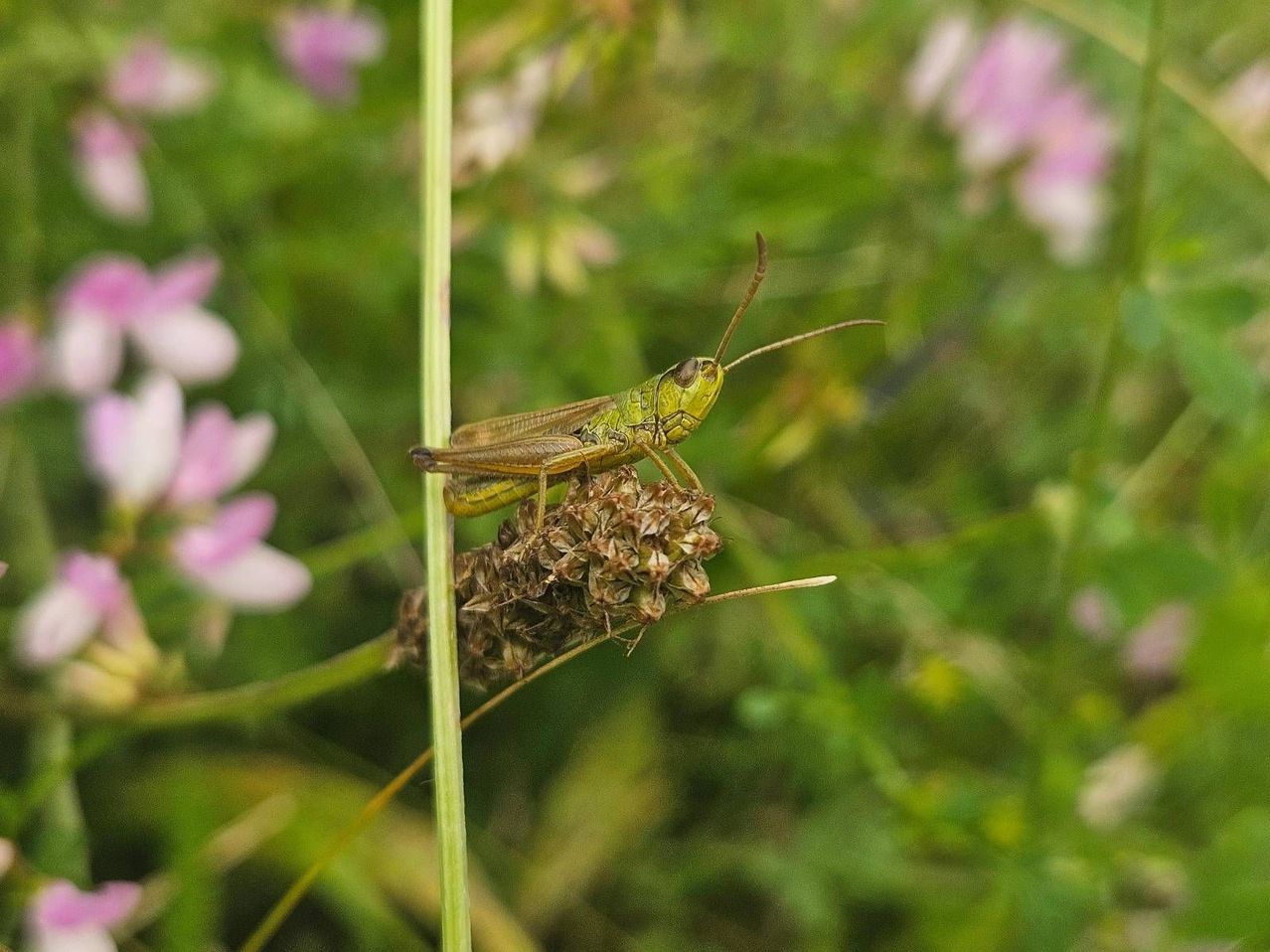 Eine Heuschrecke mit einem leuchtend grünen Körper und langen Antennen sitzt auf einer getrockneten Pflanze in einer Wiese mit rosa Blüten.