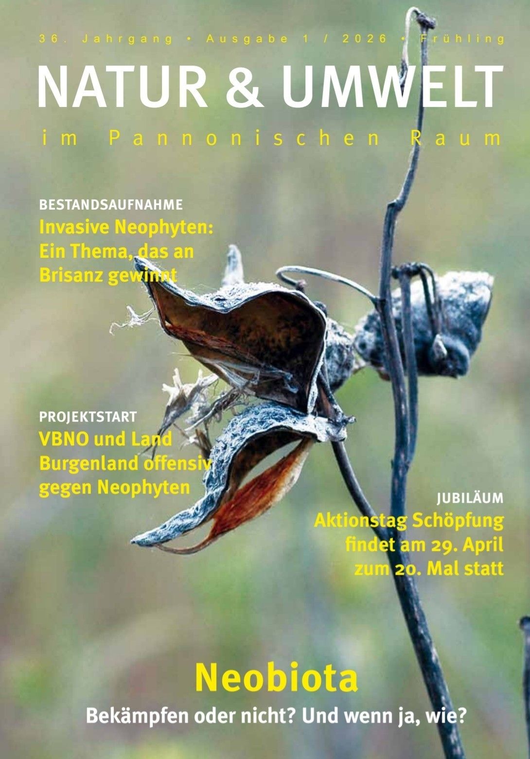 Nahaufnahme einer Pflanze mit getrockneten Blättern vor grünem Hintergrund. Deutscher Text behandelt invasive Neophyten und einen Projektstart.