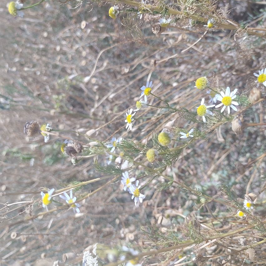 Eine Nahaufnahme von wilden Blumen mit weißen Blütenblättern und gelben Zentren, die zwischen trockenem Gras wachsen.