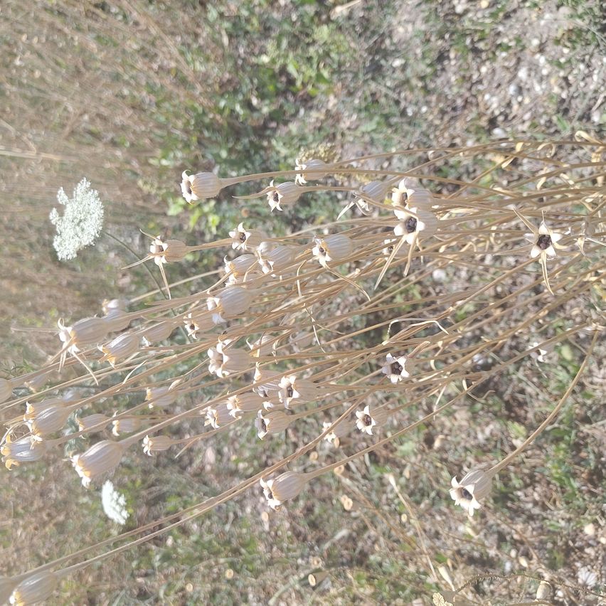 Trockene Blütenstände von Kornblumen mit weißer Dolde im Hintergrund auf einem Feld