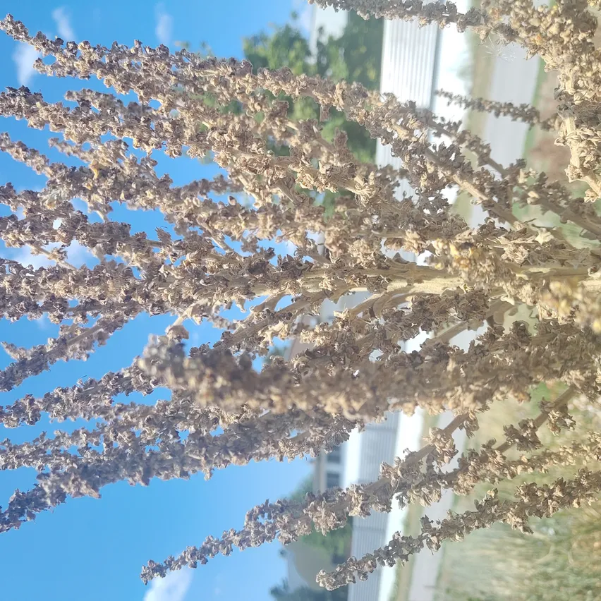 Nahaufnahme einer Pflanze mit trockenen, braunen, fedrigen Zweigen vor einem blauen Himmelshintergrund.