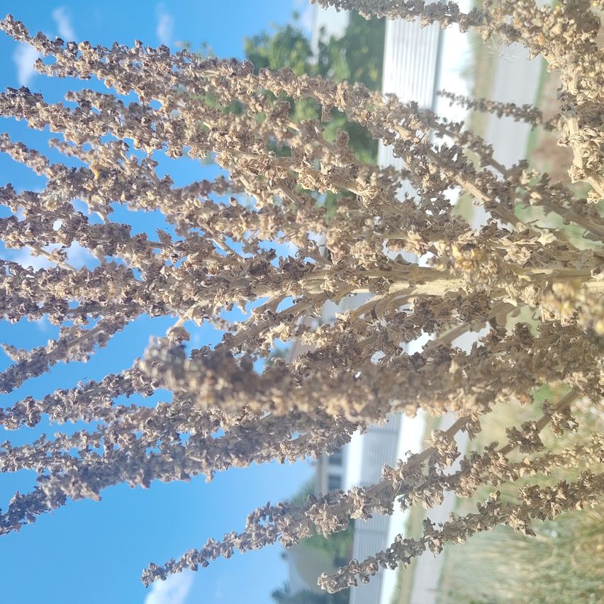 Nahaufnahme einer Pflanze mit trockenen, braunen, fedrigen Zweigen vor einem blauen Himmelshintergrund.
