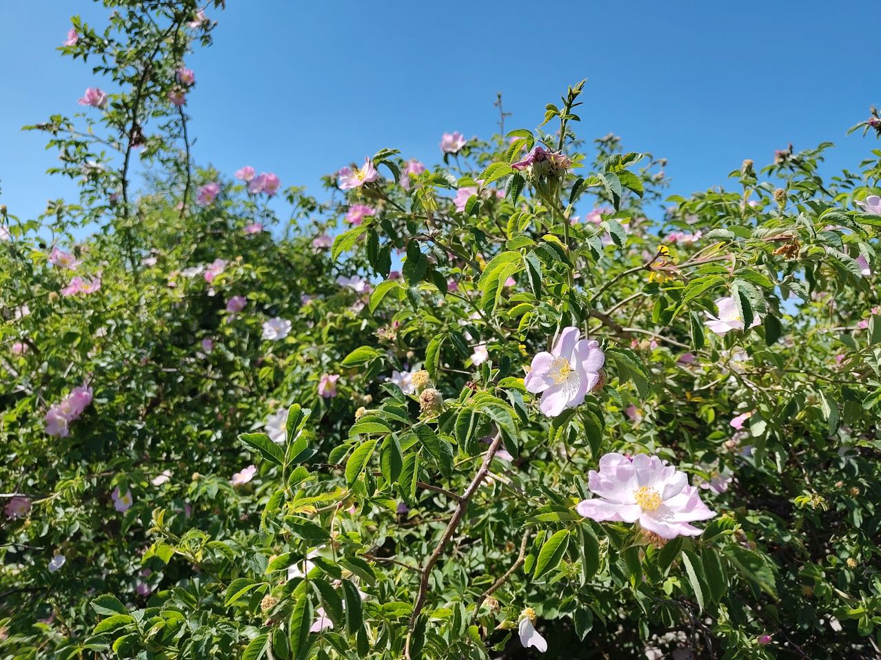 A dense cluster of pink and white roses with lush green leaves against a clear blue sky.